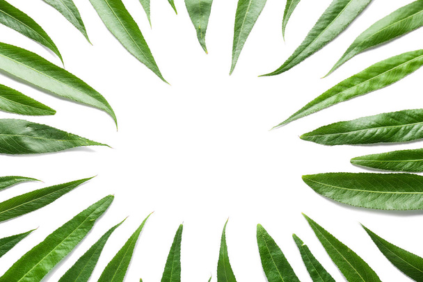 Frame made of green leaves on white background - Photo, Image