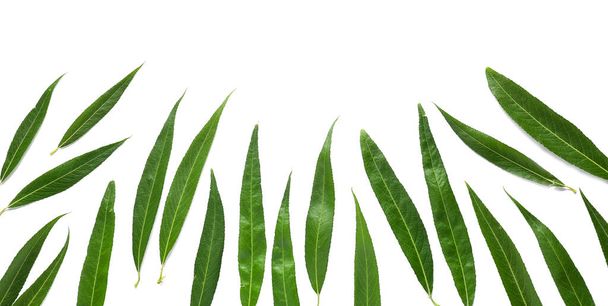 frische grüne Blätter auf weißem Hintergrund - Foto, Bild