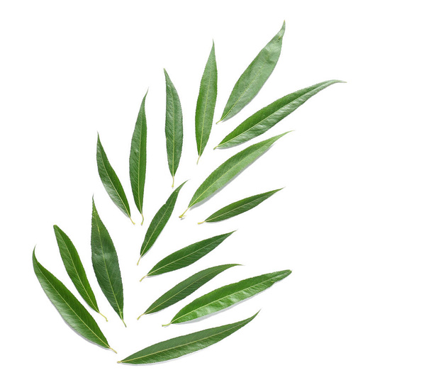 feuilles vertes fraîches sur fond blanc - Photo, image