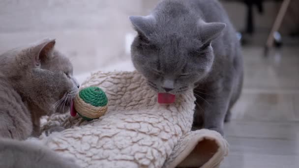 Two Beautiful Gray British Cats Lick Ball on Carpet with Tongue. Active pets. - Footage, Video