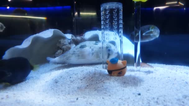 Az akváriumok tüskés gömbhal és más fekete gömbhal - Felvétel, videó