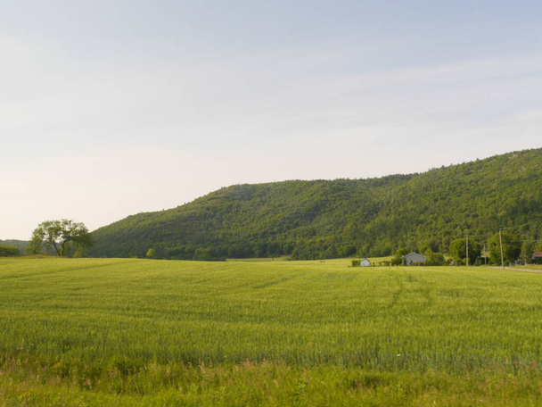 A beautiful shot of a green field in a rural area - Foto, afbeelding