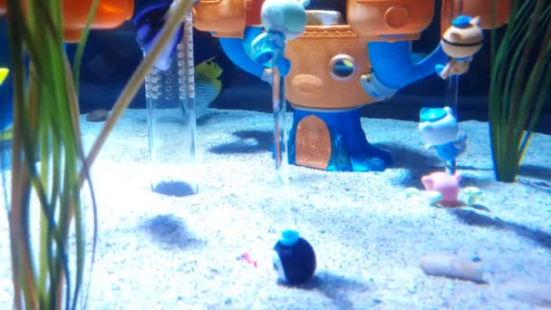 Διάφορα ψάρια στο ενυδρείο με παιχνίδια - Πλάνα, βίντεο