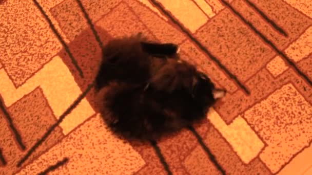 gato negro lolling alrededor en la alfombra
 - Metraje, vídeo