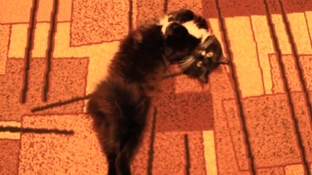 černá kočka, povalující se kolem na koberec - Záběry, video