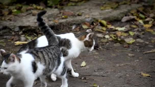 Pussy and kitten in autumn in the yard. - Filmmaterial, Video