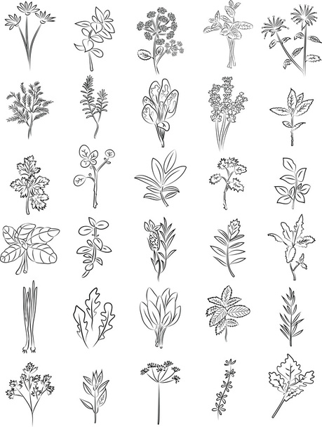 hierbas frescas - Vector, Imagen