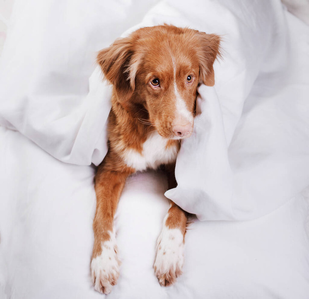 the dog is resting in the bed. Happy Nova Scotia Duck Tolling Retriever. Sleepy pet - Photo, image