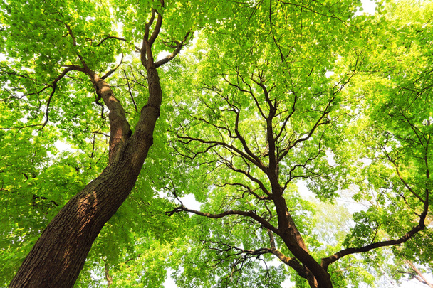 árboles con dosel de hojas verdes
 - Foto, Imagen