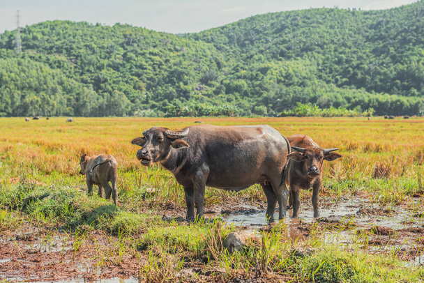 Family of Water Buffalo Standing graze Together rice grass field meadow sun, forested mountains background, clear sky. Landscape scenery, beauty of nature animals concept late summer early autumn day - Φωτογραφία, εικόνα