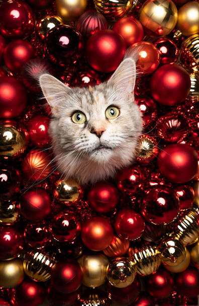 maine coon chat festif portrait de Noël avec des boules d'or rouge et l'espace de copie - Photo, image
