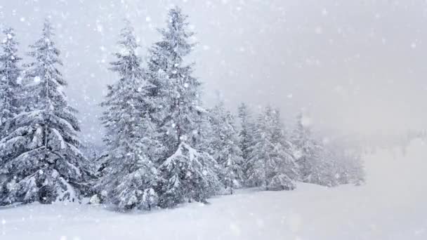 Mooie pluizige sneeuw op boomtakken. Sneeuw valt prachtig van de sparren takken. Winter sprookje, bomen in de sneeuw gevangenschap. Sneeuwen winter beelden video - Video