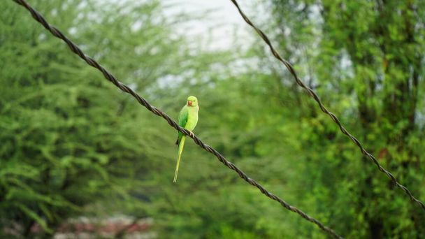 Familiarity, joy, and Happiness bird view of Green Paraket or Parrot with attractive greenish background. - Photo, Image