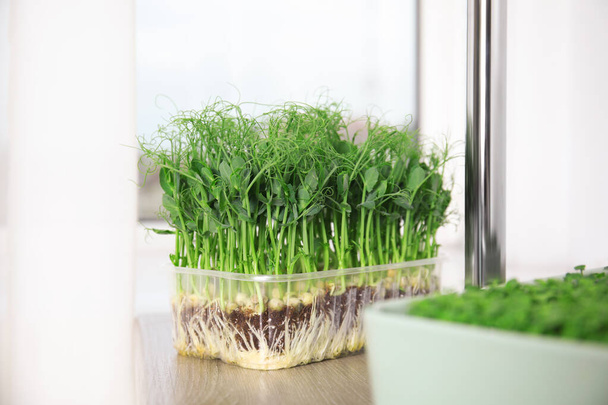 Fresh organic microgreen on wooden table indoors - Foto, immagini