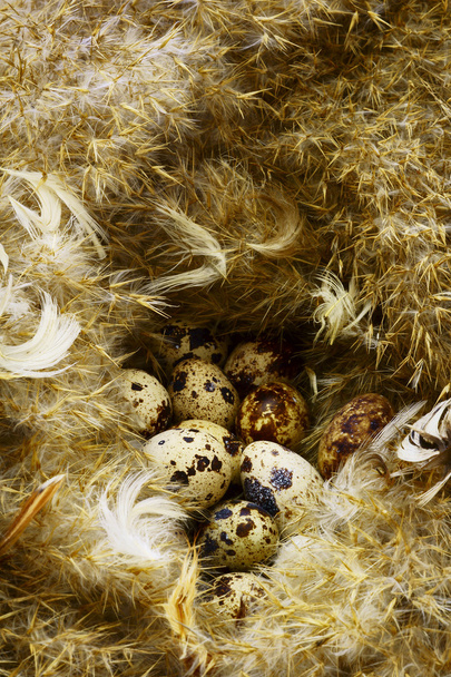vejce v hnízdě - Fotografie, Obrázek