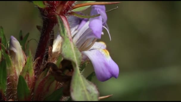 Jasnoróżowy kolor bagno barbel lub kwiat Hygrophila auriculata, roślina ziołowa - Materiał filmowy, wideo