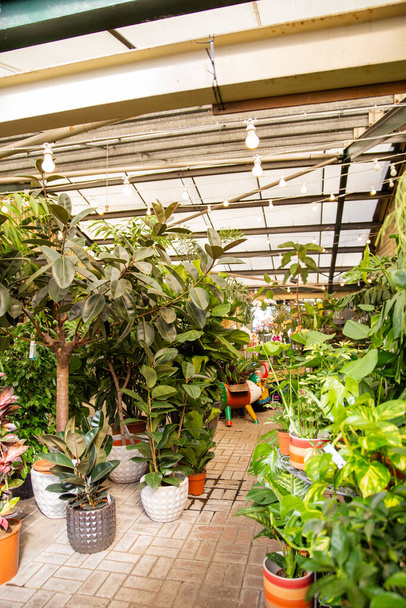 Kasvien ja pienten puiden esittely myymälän sisällä - Valokuva, kuva