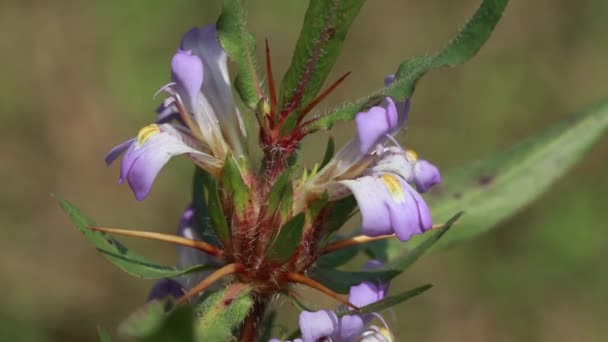 Ανοιχτό ροζ χρώμα marsh barbel ή Hygrophila auriculata λουλούδι, φυτικό φυτό - Πλάνα, βίντεο