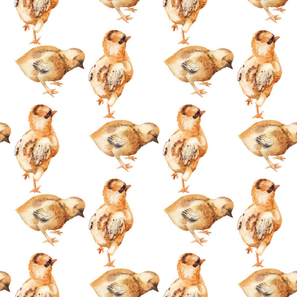 Seamless pattern with watercolor image of chicken. - Fotoğraf, Görsel
