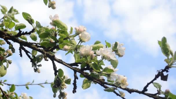 Apple άνθιση κλαδί δέντρου - Πλάνα, βίντεο