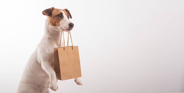 Portrait of dog jack russell terrier holding a paper craft bag in its mouth on a white background - Фото, изображение