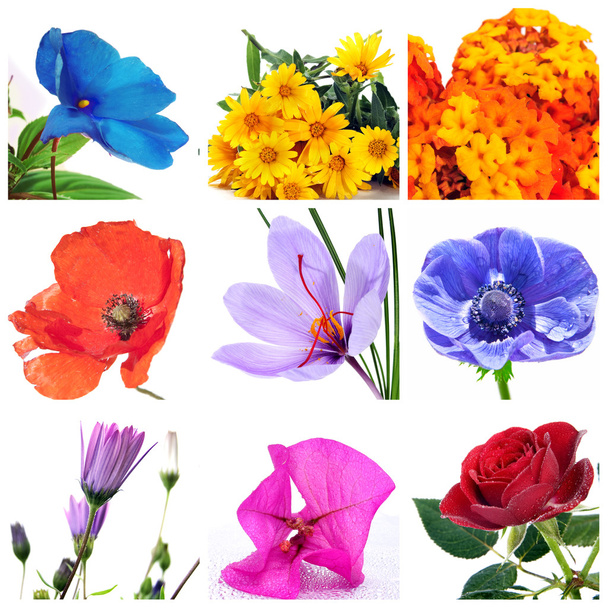 Коллаж цветов
 - Фото, изображение