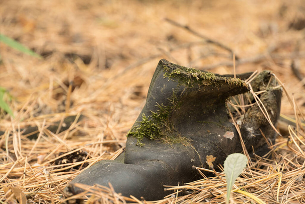 Фото старого зношеного черевика в лісі. Брудне рване взуття з мереживом
. - Фото, зображення