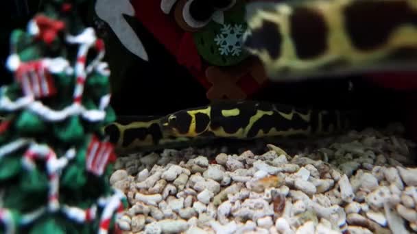 anguilla maculata gialla che gioca in acqua con decorazioni natalizie - Filmati, video
