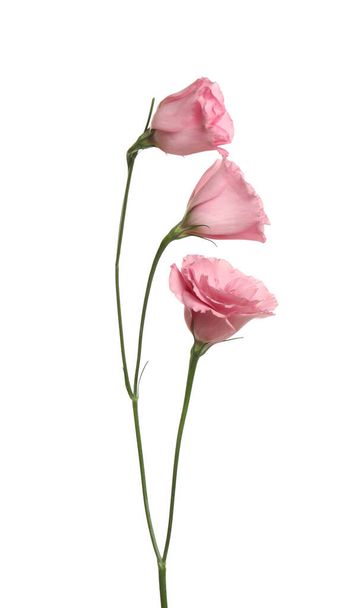 Beautiful fresh Eustoma flowers isolated on white - Φωτογραφία, εικόνα