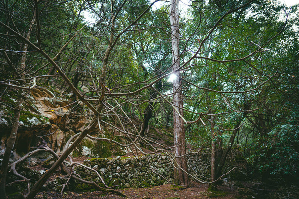 Paisagem mediterrânea de caminho de montanha com floresta densa de árvores altas - Foto, Imagem