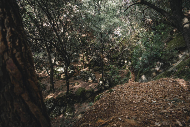 cascata cascata senza acqua nel paesaggio mediterraneo foresta con foglie cadute su tutto il terreno che copre il muschio verde - Foto, immagini