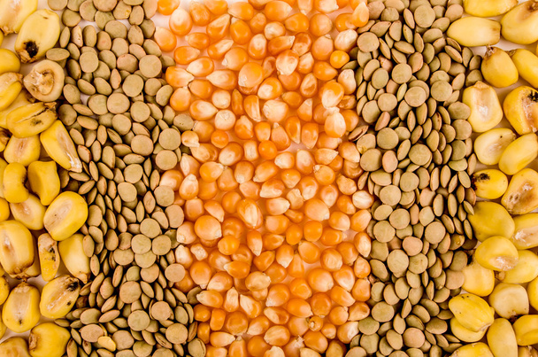 Grains corn - Φωτογραφία, εικόνα