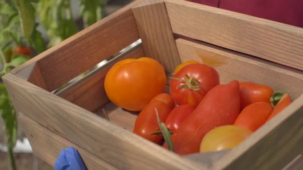 Box of tomatoes during harvesting in greenhouse - Footage, Video