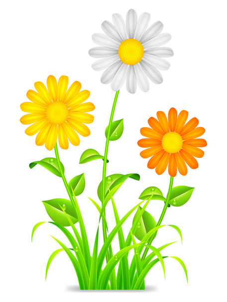 Daisy chamomile flowers. - Διάνυσμα, εικόνα