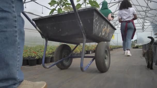 Trabajo conjunto masculino y femenino en plantaciones de hortalizas - Imágenes, Vídeo