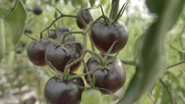 Cepillo de tomates negros brillantes creciendo en invernadero - Metraje, vídeo