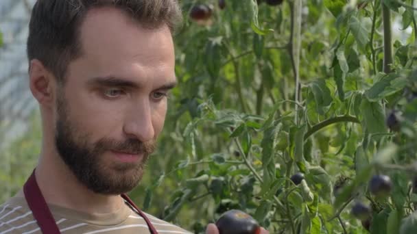 Dumny człowiek szklarnia właściciel na plantacji pomidorów - Materiał filmowy, wideo