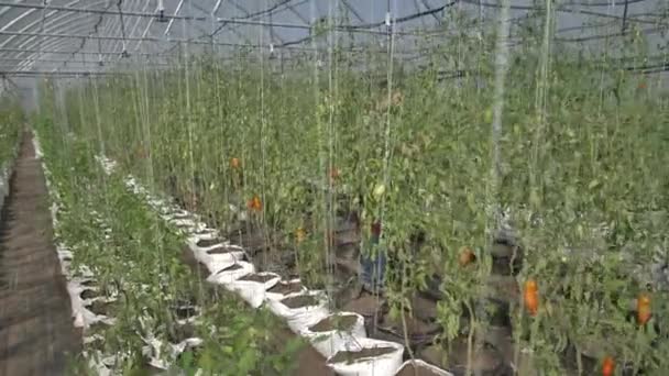 Invernadero con arbustos de tomate en crecimiento - Metraje, vídeo