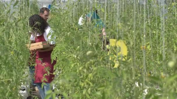 Treibhausarbeiter, die Tomaten ernten - Filmmaterial, Video