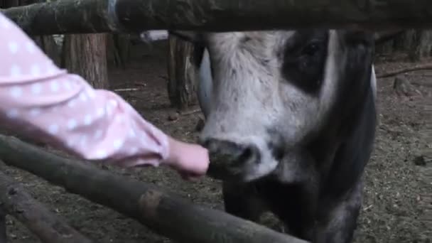 Állatok etetése, haszonállatok, szarvasmarhák gondozása. Közelkép egy nagy bikafejről, amint sárgarépát eszik egy fiatal nő kezéből egy lyukon keresztül a karám fakerítésén keresztül alkonyatkor. - Felvétel, videó