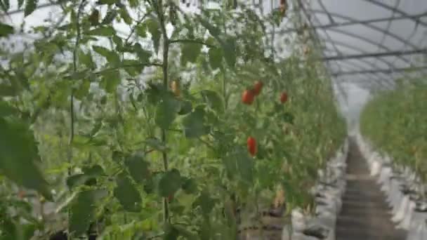 Kypsytys tomaatit keskuudessa vihreät lehdet kasvihuoneessa - Materiaali, video