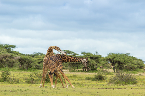 Бои жирафов
 - Фото, изображение