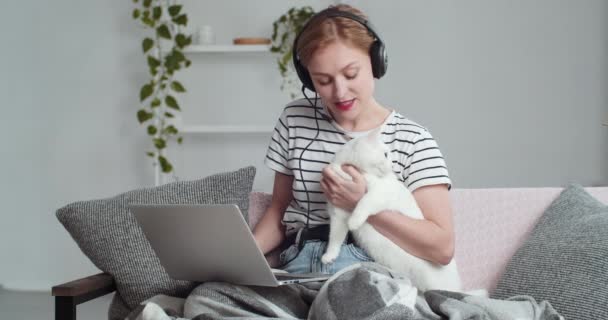 Barátságos kaukázusi mosolygós társasági lány fiatal nő visel fejhallgató és fej mikrofon gazdaság fehér macska kezében ő szeretett bolyhos kisállat beszél video chat konferencia online távolról - Felvétel, videó