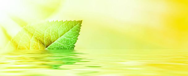 Vihreät lehdet ja lähdevesi, ekoluonto ja bioenergia tausta - Valokuva, kuva