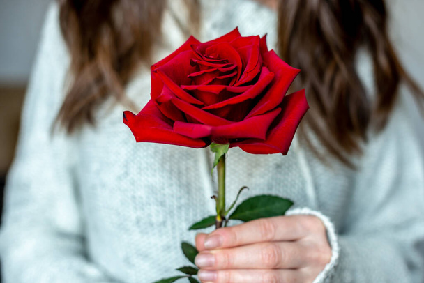 A woman in a warm sweater is holding in her hands a red rose. Concept of Valentine's day and romantic mood. Closeup - Foto, imagen