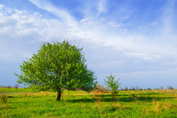 Yeşil bahar ağacı - Fotoğraf, Görsel