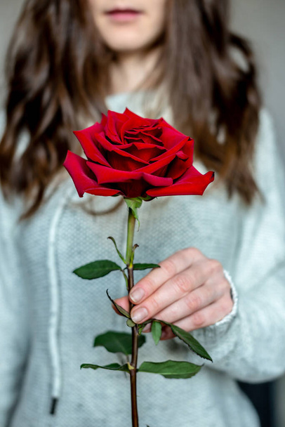 Una mujer en un suéter caliente sostiene en sus manos una rosa roja. Concepto de San Valentín y estado de ánimo romántico. Primer plano. - Foto, imagen