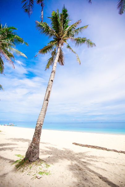 cocotier sur le fond de la plage de sable ciel bleu et mer propre
 - Photo, image