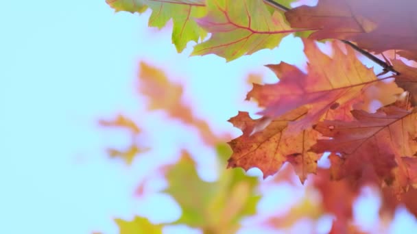 Eiken tak met sinaasappelbladeren in het bos in de herfst. Natuur achtergrond koud seizoen. Van dichtbij gezien. Slow motion beelden. Opgenomen video. - Video