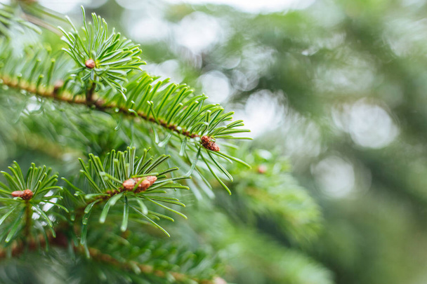 A closeup focus shot of pine tree leaves - Foto, Imagen